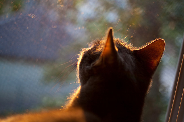 西甲比赛中，专家专栏详解门将扑救成功的战术条件，西甲门将扑救成功率