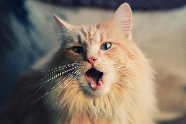 利物浦迎战伯恩利，贝莱林是否能够发挥关键作用？，利物浦2-0伯恩利