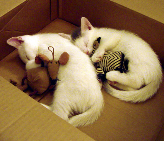 利物浦进攻节奏明快，红军力图夺冠，足球红军利物浦