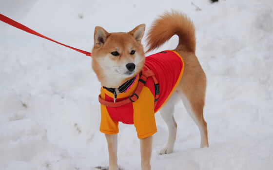 南安普顿补强阵容，力求保级，南安普顿厉害吗