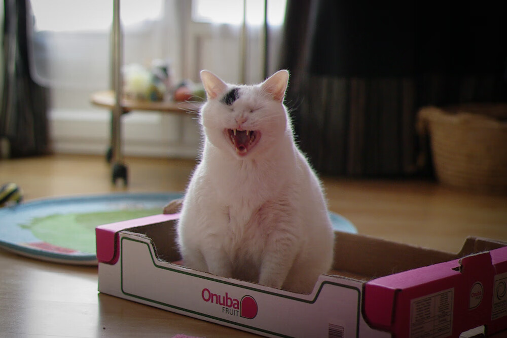 图卢兹成功保级，继续征战法甲，图卢兹insa