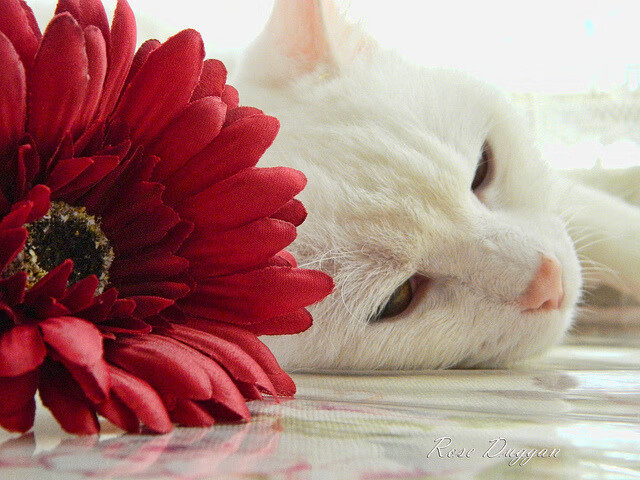 爱游戏官方主页-奥地利国家队调整战术迎战关键比赛，奥地利队伍