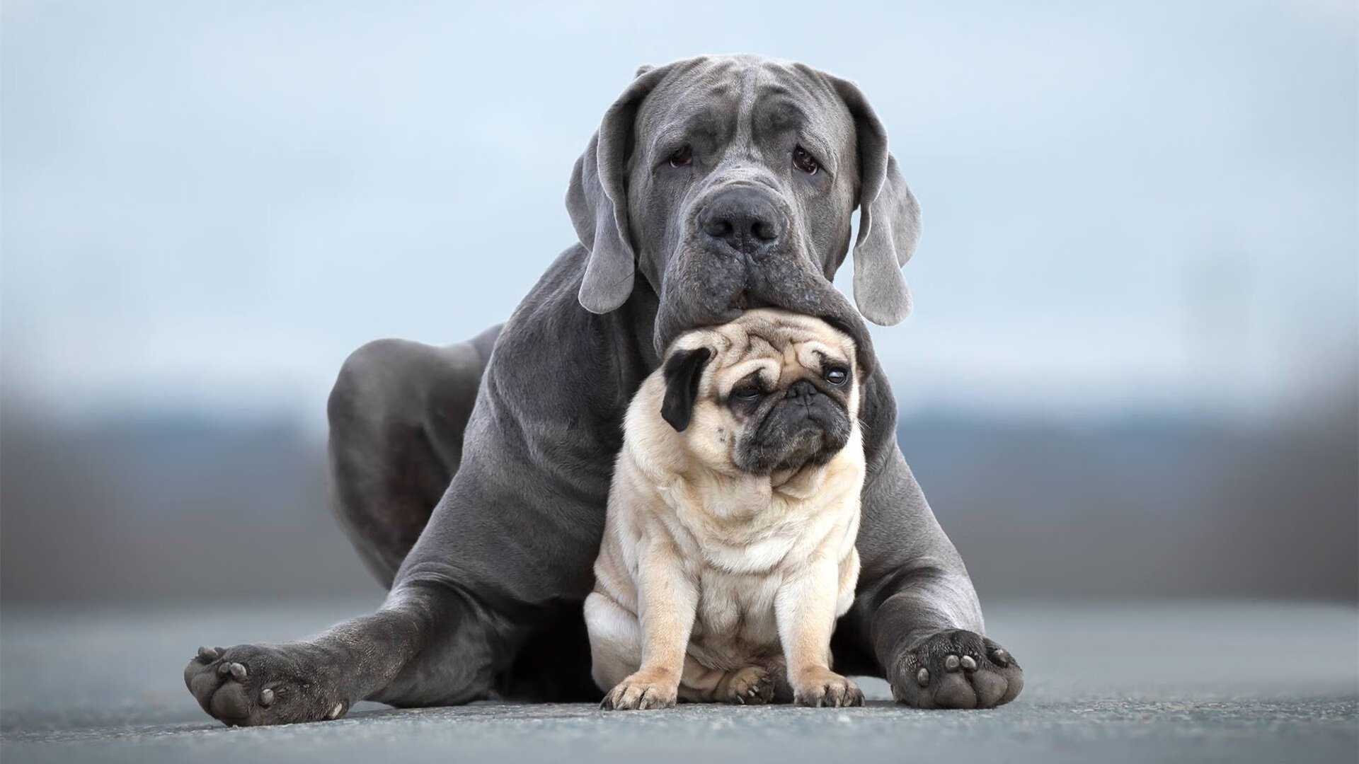 三人篮球成绩抢眼推动项目整体关注度,三人篮球战况