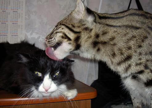 AYX爱游戏中国-中国男篮通过实战提升阵地战经验，中国男篮战术