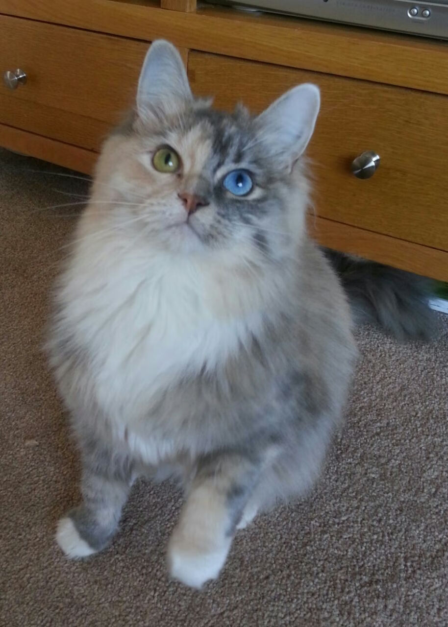 中小学体育课新增轮滑与攀爬内容试点,轮滑列为小学体育课程