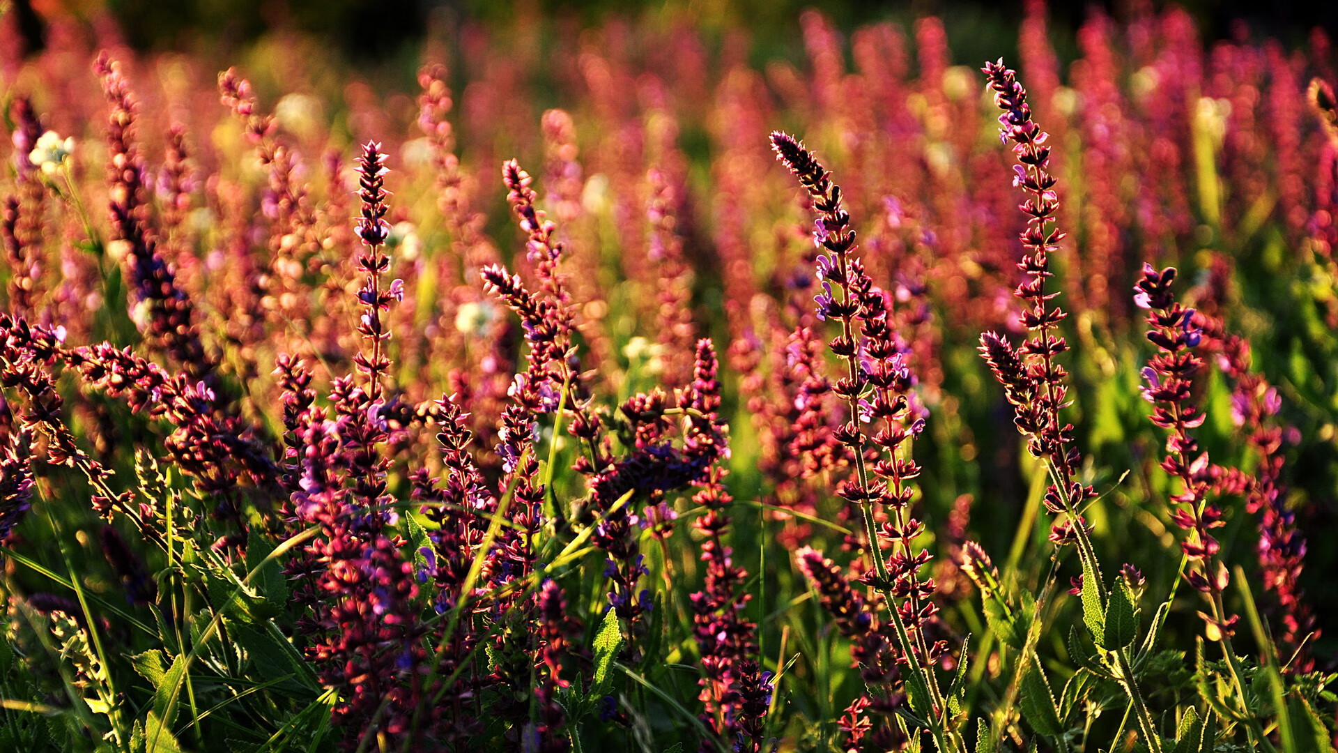 举重世青赛中国女队整体发挥稳定，中国队女子举重冠军