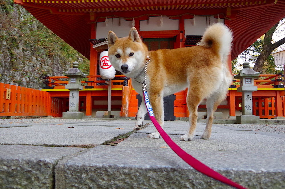 中超联赛国足晋级 球员发挥备受认可,中超国脚