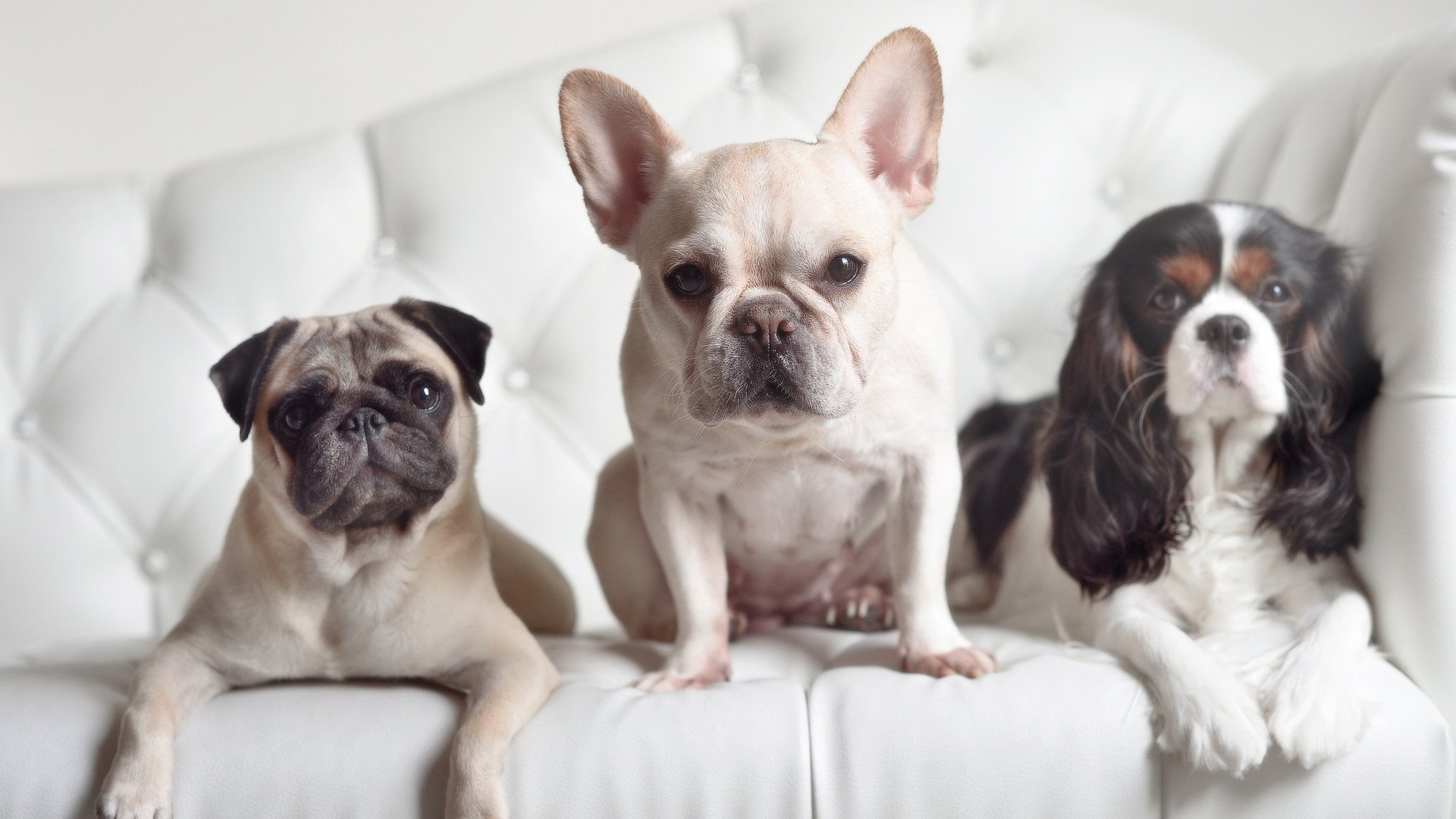 亚冠联赛中国女足晋级 球迷盛赞比赛精神,中国女足亚军阵容