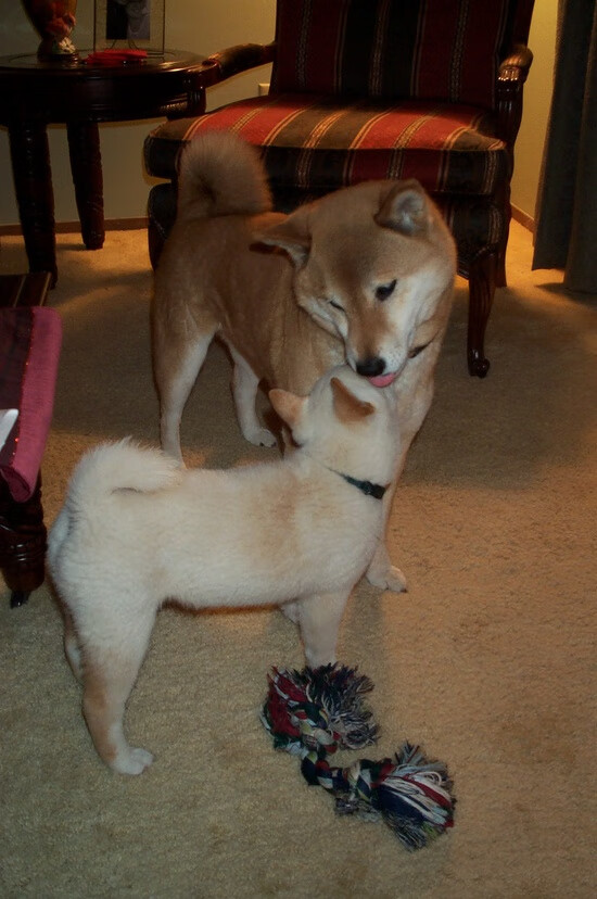 体育新闻中心联合高校共建体育融媒体实验室,体教融合新闻发布会